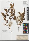 Foto von Salix pentandra L.